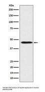 Anti-ApoA4 Rabbit Monoclonal Antibody