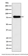 Anti-GAB1 Monoclonal Antibody