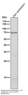 Anti-GAD67 GAD1 Rabbit Monoclonal Antibody