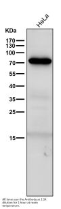 Anti-GAD67 GAD1 Rabbit Monoclonal Antibody