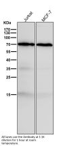 Anti-GAD67 GAD1 Rabbit Monoclonal Antibody