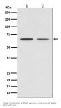Anti-GAD67 GAD1 Rabbit Monoclonal Antibody