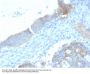 Anti-Heparan Sulfate Proteoglycan (Large) / Perlecan HSPG2 Monoclonal Antibody
