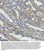 Anti-Cyclin B2 CCNB2 Rabbit Monoclonal Antibody