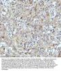 Anti-Cyclin B2 CCNB2 Rabbit Monoclonal Antibody
