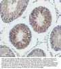 Anti-Cyclin B2 CCNB2 Rabbit Monoclonal Antibody