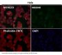Anti-Cyclin B2 CCNB2 Rabbit Monoclonal Antibody