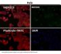 Anti-Cyclin B2 CCNB2 Rabbit Monoclonal Antibody
