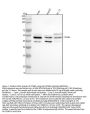 Anti-Cyclin B2 CCNB2 Rabbit Monoclonal Antibody