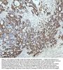 Anti-Cyclin B2 CCNB2 Rabbit Monoclonal Antibody