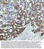Anti-Cyclin B2 CCNB2 Rabbit Monoclonal Antibody