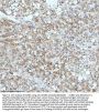 Anti-Cyclin B2 CCNB2 Rabbit Monoclonal Antibody