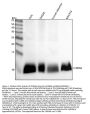 Anti-S100 alpha 6 S100A6 Rabbit Monoclonal Antibody