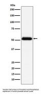 Anti-Prostatic Acid Phosphatase Rabbit Monoclonal Antibody