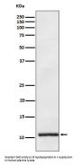 Anti-Apolipoprotein A II APOA2 Monoclonal Antibody