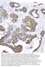 Anti-Cytokeratin 19 KRT19 Antibody Picoband® (monoclonal, 3D4)