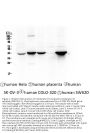 Anti-Cytokeratin 19 KRT19 Antibody Picoband® (monoclonal, 3D4)