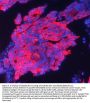 Anti-Cytokeratin 19 KRT19 Antibody Picoband® (monoclonal, 3D4)