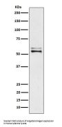 Anti-Angiotensinogen Rabbit Monoclonal Antibody