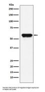 Anti-Angiotensinogen Rabbit Monoclonal Antibody