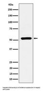 Anti-ADRA1A Rabbit Monoclonal Antibody