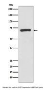 Anti-CD73 Rabbit Monoclonal Antibody