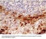 Anti-CD73 Antibody (Monoclonal, ABM40E2)