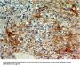 Anti-CD73 Antibody (Monoclonal, ABM40E2)