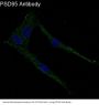 Anti-PSD95 DLG4 Rabbit Monoclonal Antibody