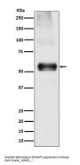 Anti-EAAT1 SLC1A3 Rabbit Monoclonal Antibody