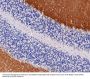 Anti-EAAT1 SLC1A3 Rabbit Monoclonal Antibody