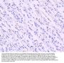 Anti-EAAT1 SLC1A3 Rabbit Monoclonal Antibody