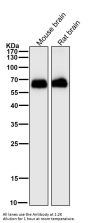Anti-EAAT1 SLC1A3 Rabbit Monoclonal Antibody