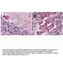 Anti-LGR4/Gpr48 Monoclonal Antibody