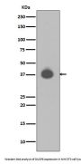 Anti-DUSP6/Mkp 3 Rabbit Monoclonal Antibody