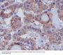 Anti-DUSP6/Mkp 3 Rabbit Monoclonal Antibody