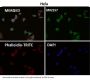 Anti-DUSP6/Mkp 3 Rabbit Monoclonal Antibody
