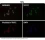 Anti-DUSP6/Mkp 3 Rabbit Monoclonal Antibody