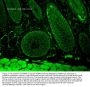 Anti-FKBP52 Monoclonal Antibody