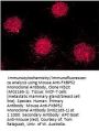 Anti-FKBP52 Monoclonal Antibody