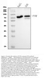 Anti-POR Antibody Picoband® (monoclonal, 7F5)