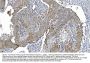 Anti-POR Antibody Picoband® (monoclonal, 7F5)