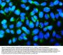 Anti-Mitofusin 1 MFN1 Antibody Picoband® (monoclonal, 3H3)
