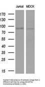 Anti-Mitofusin 1 (MFN1) Mouse Monoclonal Antibody [Clone ID: OTI4D11]