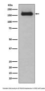 Anti-HDAC9 Rabbit Monoclonal Antibody