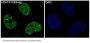 Anti-HDAC9 Rabbit Monoclonal Antibody