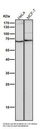 Anti-NUP153 Monoclonal Antibody