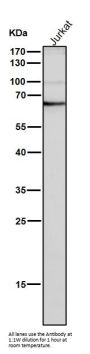 Anti-NUP153 Monoclonal Antibody