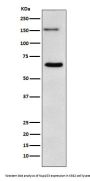 Anti-NUP153 Monoclonal Antibody