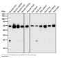 Anti-ARRB1/Beta Arrestin 1 Rabbit Monoclonal Antibody